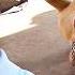 Cesar Saves Family From Out Of Control Lab S5 E19 Full Episode Dog Whisperer With Cesar Millan