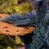 Sesame Street Cookie Monster Shares Cookies With Abby