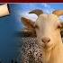 Eid Ul Adha 2025 In Pakistan 2 PM News Headlines 22 May 2025 Pakistan News