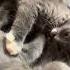 MEET THE RAGAMUFFIN The Gentle Giant With A Heart Of Gold
