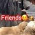 Part 1 Friends Ammu Anji Goldenretriever Doglover Viral
