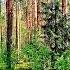 Birds Singing In The SPRING FOREST Will HEAL Your Heart And Nervous System ASMR