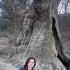 Discover The Majestic 900 Year Old Giant Plane Tree Of Telavi Georgia S Natural Wonder