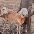 2 Qurbani Ke Janwar Lane Gaye Zohaib Pendu Zohaib Sabir