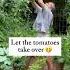 The Secret To Growing More Is Planting More Here S How To Grow More On A Trellis Garden Tomato
