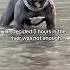 He Decided It Was Not Time To Go Dogs Funnydog Funny Americanbully