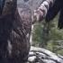 Sunny One Of The Closely Watched Baby Bald Eagles Leaves Nest For First Time