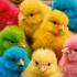 Colored Baby Chicks Rainbow Chicks Short Cute Animals Birds Chicks Babychicken Shortvideo