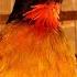 Burung Kutilang Emas Gacor Suara Asli Untuk Pemikat Burung