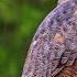 Bald Eagle Chirps And Calls