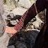 Wild Boar Encounter Lady Kolsum S Intense Fishing Day