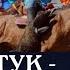 ДОСТУК ЫНТЫМАК Көк бөрү ФИНАЛ