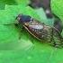 Long Island Bugging Out Over Cicada Takeover