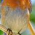 Ultimate Birdsong Therapy Deep Sleep Relaxation Stress Relief
