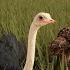 The NEW OSTRICH Update In Savannah Life ROBLOX Savannah Life