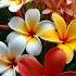 Beautiful Flowers Song Hindisong Movie Flowers Beatifulnature Beautifulflowers Love