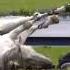 This Is Not Horsemanship It S Animal Sacrifice Show Jumping Fail Sven Gero Hunicki