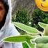 From Tree To Taste Raw Almonds Journey In Our Village Village Life Vlog Vlogs