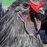 Why Are These Chickens Wearing Red Glasses