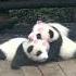 The Nanny Lined Up The Three Baby Pandas In A Row IPanda Shorts