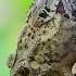 Wildlife Photography Photography Snake Vs Frog Rat Snakes Combat Dance Snakefight Birds