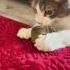 Scared For His Life While Cat Playing Fyp Cat Mouse Fypシ Viral Cats Funny Real