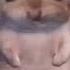 Damn Mommy I Just Wanna Hamster Meme 360º