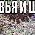 Пение соловья и шепот ручья природная мелодия