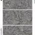 Marble Series Glossy Wall Tiles With Size 300x600mm By Andron Products LLP For Export Only