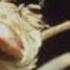 The Life Cycle Of The Tsetse Fly 1987 Entire Title
