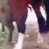 Horse Mating Pig Shorts