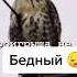 А если у него дух большой