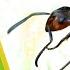 ABC Phonics Song Insects Animals Daily Nursery