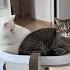 Are Siblings Usually Like This Shorts Cat Funny