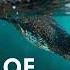 Cormorants The World S Most Hated Birds
