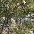 Desert Willow Native Summer Flowering Tree San Diego Chileopsis Linearis Thrives On Normal Rainfall