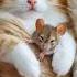 Unlikely Friendship Cat And Mouse Sleep Together