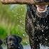 24 7 Soothe Dogs Anxiety TV For Dogs With Calming Music Fast Boredom Busting Videos For Dogs