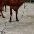 Sapi Moo Suara Sapi Sapi Lucu Dan Pintar Pedet Brahman Sapi Lembu Kurban Cow Conbò
