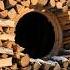 This Fluffy Squirrel Has A Secret In The Firewood Petshorts Cute Pets