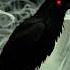 Ask Raven What Secrets Do Ravens Know About Us