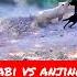 Babi Vs Anjing