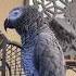Giz Is Gonna Buy Me An As My Temporary Side Piece Talkingparrot Funnybirds Africangrey