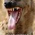 Why Do Hyenas Laugh