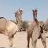 Camel Sound Camels Animals Camellahomeoflifestyles Shortvideos Camelculture