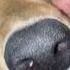 Cute Nose Boop