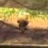 TMNT 2007 Video Game Mystical Jungle Map 1 PS2
