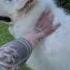 Sei Parte Di Me E Lo Sarai Sempre Toelettatura Animallovers Grooming Maremmasheepdog