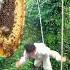 A Single Misstep During Honey Hunting Almost Cost Him His Life Wildbees Dangeroushunt Fall Mic