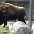 Bison Paarung Parung Bei Tieren Paarung Der Tiere